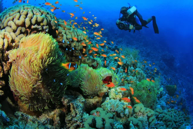 Scuba diving in Marsa Alam