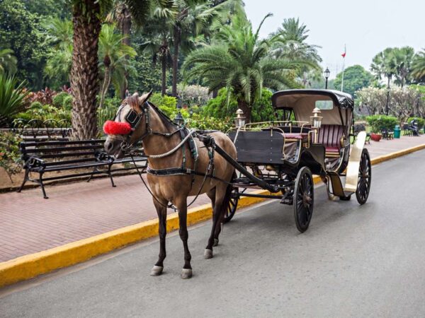 Aswan Horse Carriage Trip